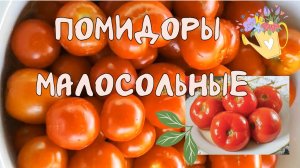 Помидоры малосольные