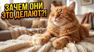 Почему Кошки мтут лапками.