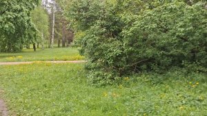 Санкт-Петербург.  Выборгская сторона. Ярославский парк. Зелёная зона среди высоток.