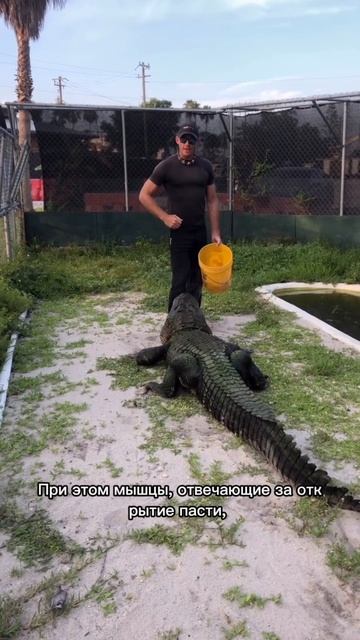 «Сила укуса крокодила — ты не готов к цифрам