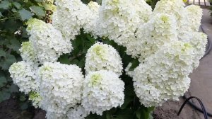 Одна из моих любимых гортензий Summer snow (Саммер сноу) я её называю куколкой