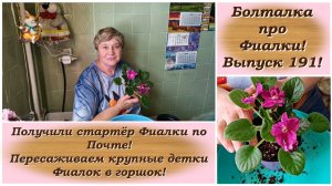 Болталка про Фиалки! Выпуск 191! Получили стартёр Фиалки по Почте! Пересаживаем крупные детки Фиалок