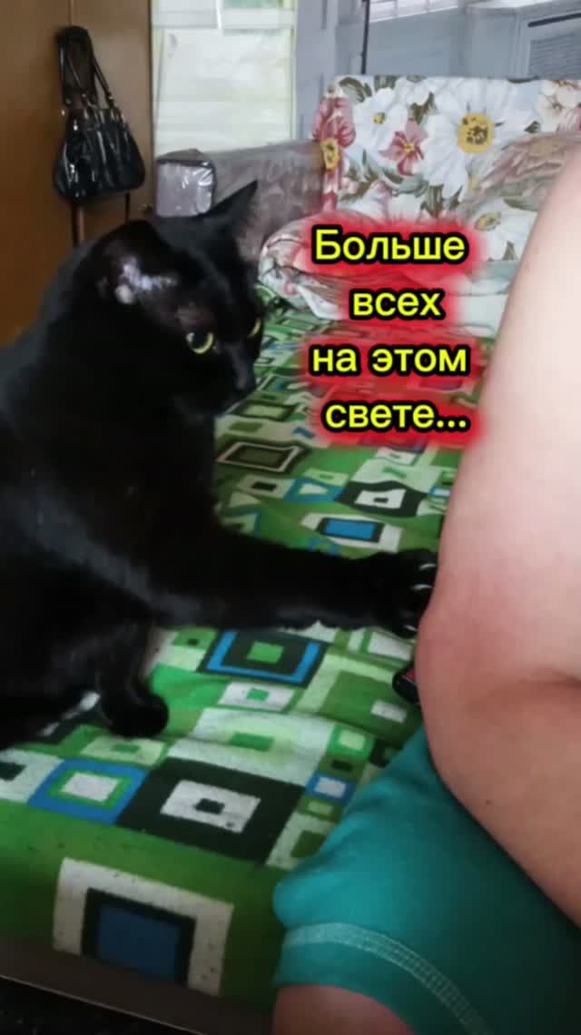 Кошки с озвучкой