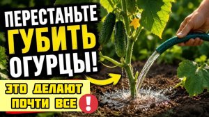 НЕ ЛЕЙТЕ ТАК! Огурцы умирают на глазах - эта ошибка в поливе лишает урожая даже опытных дачников