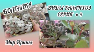 ВИДЫ КАЛАНХОЭ ●СЕРИЯ ● 4● БОЛТАЛКА ●●●