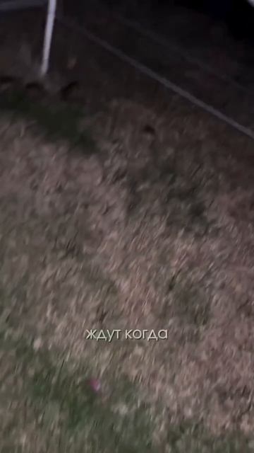 VID_20260808_142136_720.mp4