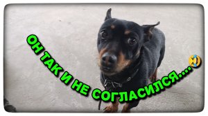 Рикардо — настоящий артист! 🐶