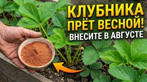 ВНЕСИТЕ ЭТО ПОД КЛУБНИКУ В АВГУСТЕ — И ВЕСНОЙ ЦВЕТОНОСОВ БУДЕТ ВДВОЕ БОЛЬШЕ
