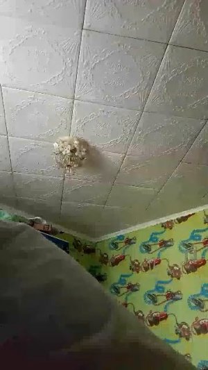 стрим
