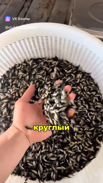 Телапия в Австралии
