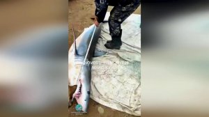 Трехметровые акулы появилась у берегов Приморья.