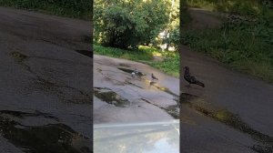 И поилка и купальня