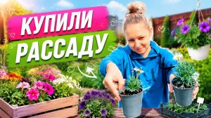 Влог! Посадили КЛУБНИКУ! Обработали туи !