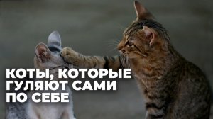 Как решить проблему бездомных котов на улицах Тбилиси?