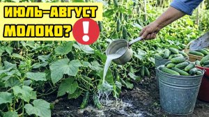 Молоко - главный секрет большого урожая огурцов! 99% садоводов неправильно применяют!