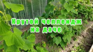 Челлендж как сделать максимум дел на даче за три часа