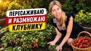 Из одного куста - десять новых! Показываю, как размножаю и пересаживаю клубнику