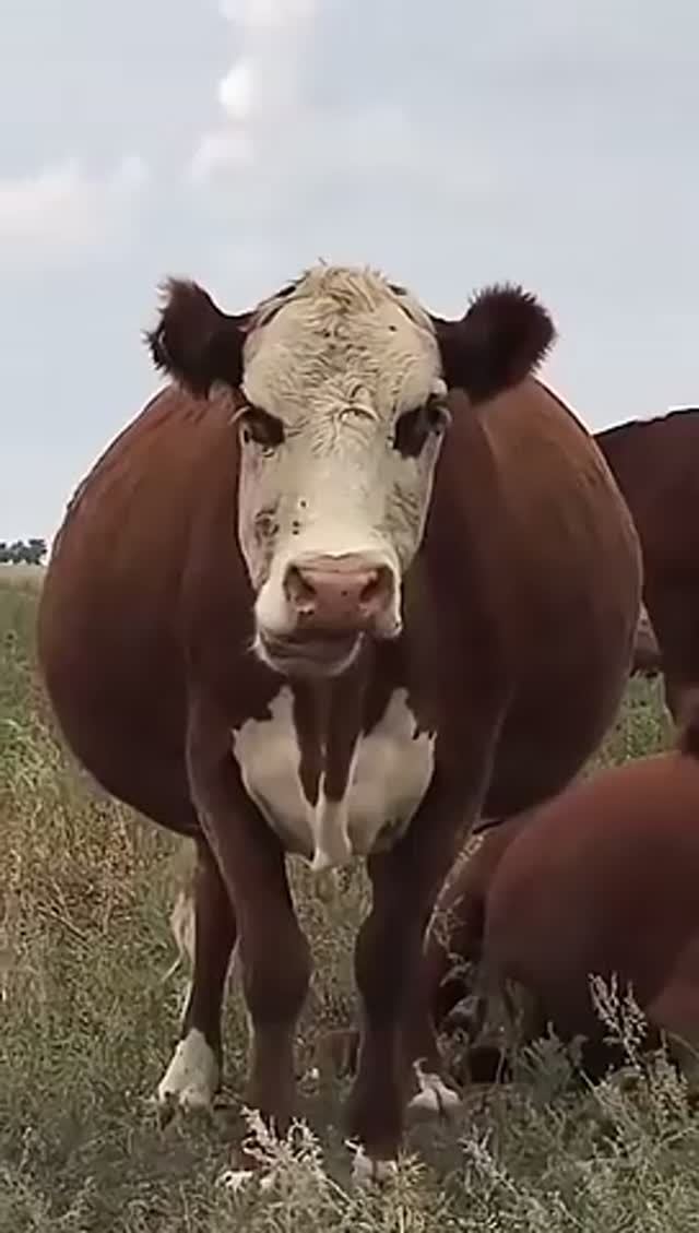 Корова 🤣 деревенская тётка с копытами!