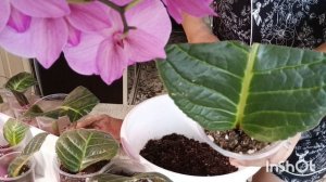 Раскопки клубней глоксиний 🙏🌿что выросло за 4 месяца? 🌸🤗чем больше лист тем больше клубень 😊