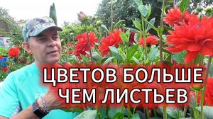ГЕОРГИНЫ в августе ВСЕ В ЦВЕТАХ: особенности подкормки, формировка, подвязка