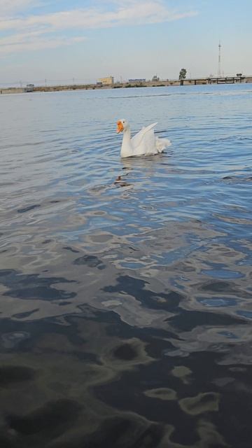 под баклана закосил