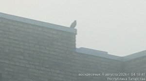 СКАЖИ КАК РАЗАГНАТЬ МНЕ ТУМАН_20260809_041759