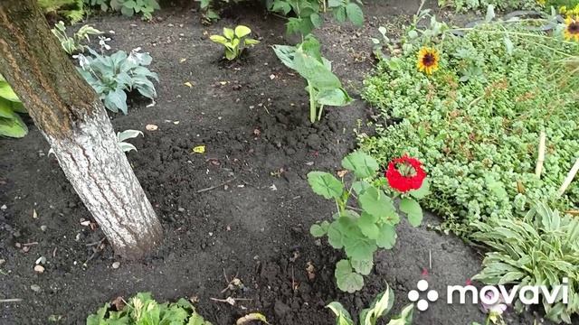 Огород после дождя.Делаю плов из риса басмати