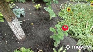 Огород после дождя.Делаю плов из риса басмати