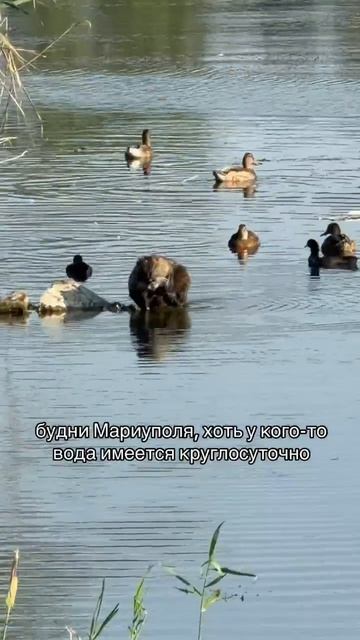 Мариупольцы в социальных сетях постят видео, в которых завидуют уткам, что у них есть вода
