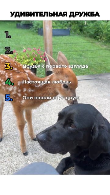 ДРУЖБА ЖИВОТНЫХ