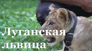 Львице Симе ищут новый дом после спасения/ События недели