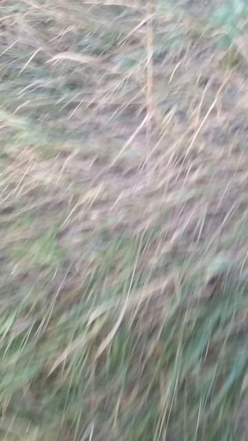 1000005362.mp4🐩