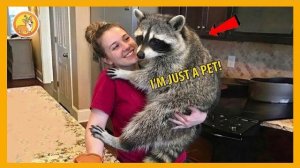 Когда дикие животные думают, что они домашние животные,
