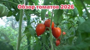 Обзор томатов-2026. Часть 7