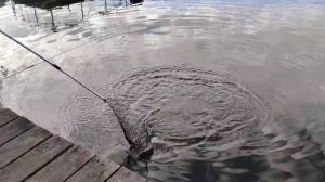 Утро на водоёме