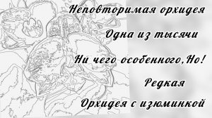 Редкая недорогая орхидея с изюминкой. Простая но неповторимая орхидея!
