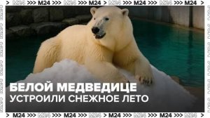 Снежную горку сделали для белой медведицы Айки в Московском зоопарке - Москва 24
