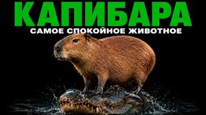 КАПИБАРА. ПОЧЕМУ КРОКОДИЛ ЕЁ НЕ ТРОГАЕТ?