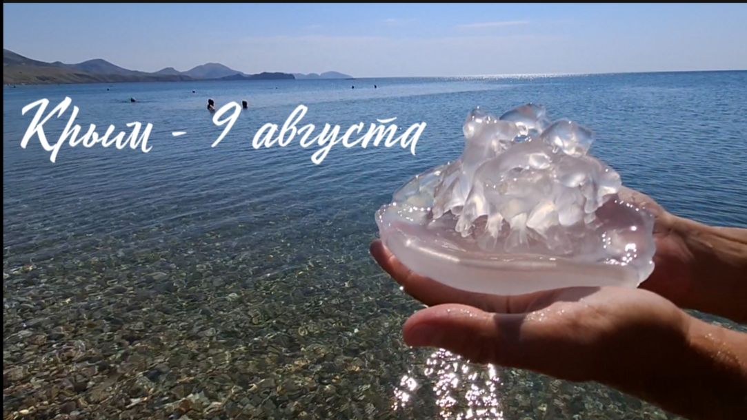 9 августа в Коктебеле: тихое море, медуза Корнерот и рак-отшельник на пляже Крым 2026!