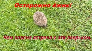 Встретили ёжика в деревне: милый ёжик и правила безопасности. Почему контакт с ёжиком  опасен.