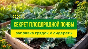 Секрет плодородной почвы: заправка грядок и сидераты