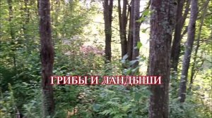 ГРИБЫ И ЛАНДЫШИ