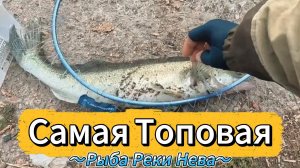 РЫБАЛКА  РВАНУЛ НА ДВА ЧАСА ОТДОХНУТЬ У РЕЧКИ ВЗЯЛ ПОХОДНЫЕ СНАСТИ НА ХИЩНИКА ОКУНЯ СУДАКА ЕРша