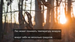 Все о кораллах