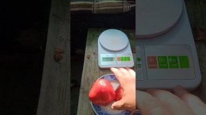 Томат Гигантские помидоры Сердце Буффало Розовый Опал (Rosii Gigant Inima de Bivol Roz Opal