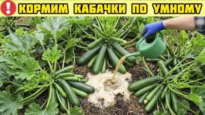 Кормим кабачки по умному в Июле-Августе: простые средства на которые кабачки лучше всего отзываются!