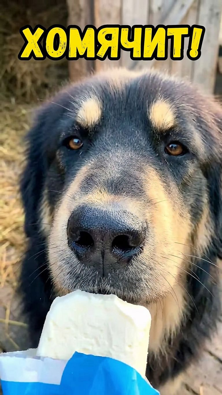 КАК БАТЫР МОРОЖЕНОЕ ХОМЯЧИЛ! 🍦🐕