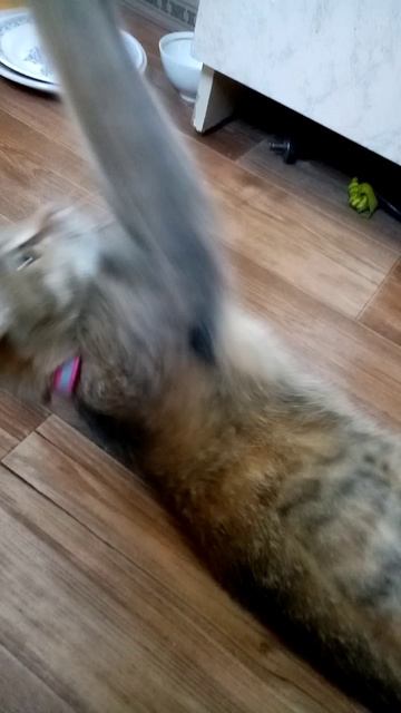 Кошка Маша