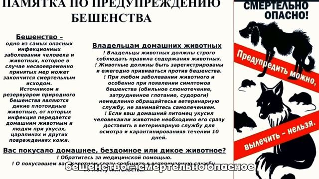 😻 Кошачьи инфекции у людей: как защитить семью