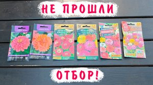 Какие цинии НЕ буду выращивать!